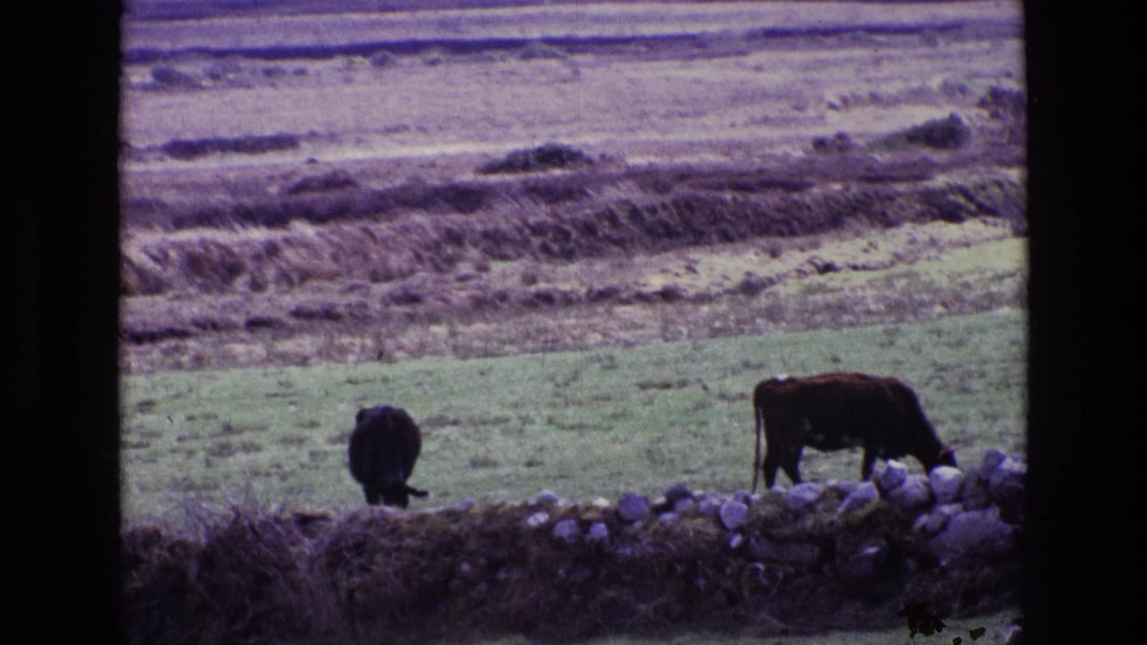 Two cows stand and graze near a stone wall in open countryside.