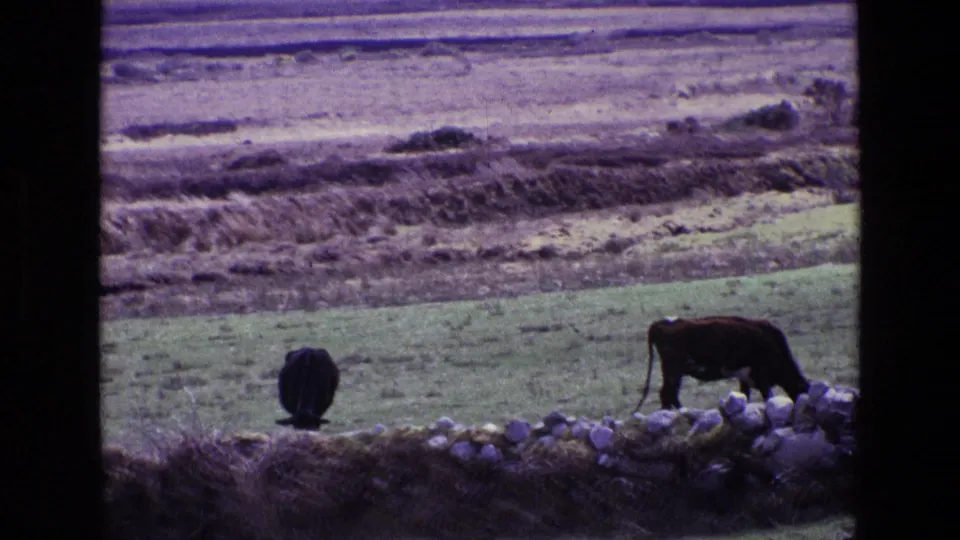 Cows continue grazing along a low stone dyke wall in rural Ireland, with layered fields visible beyond the pasture.
