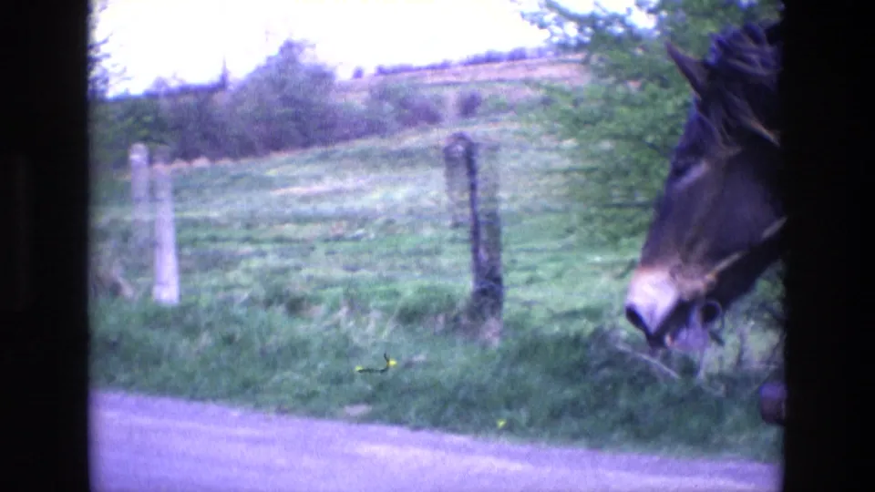1969 Ireland 8mm frame showing a horse close to the camera beside a rural road, with fields, fence posts, and hedgerows beyond.