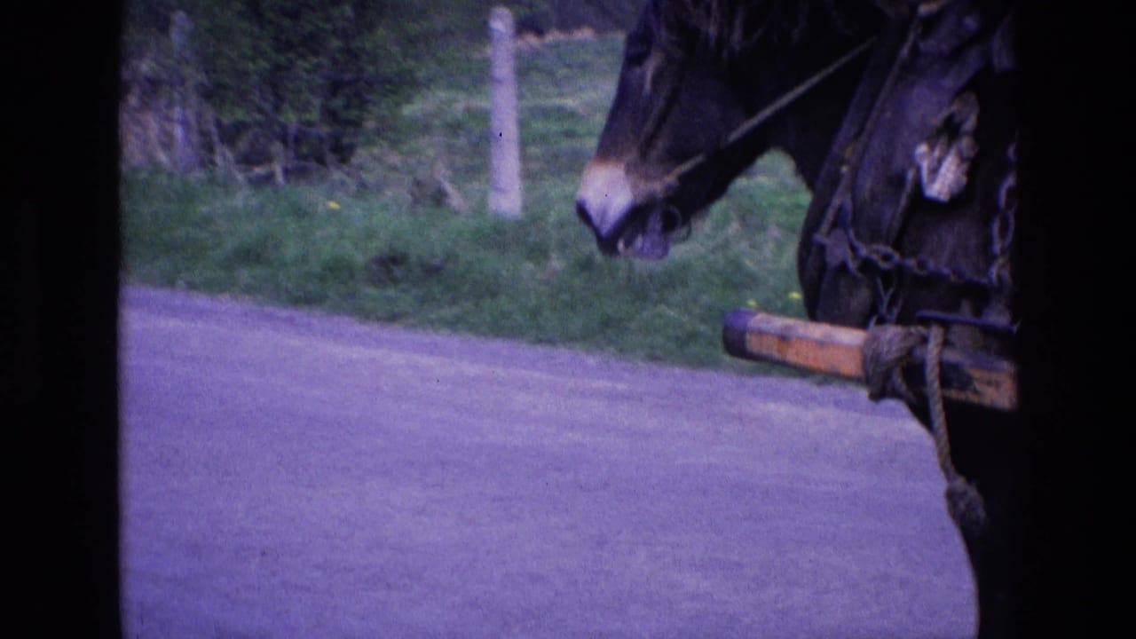 In 1969 Ireland, a dark harnessed horse moves along a rural road with hedgerows in the background.