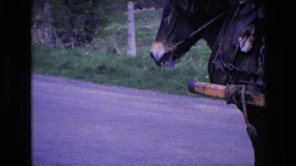 In 1969 Ireland, a dark harnessed horse moves along a rural road with hedgerows in the background.