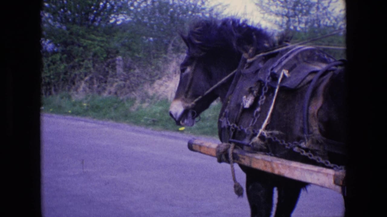 A dark horse in harness pulls a wooden cart beside hedgerows on a rural Irish road in 1969.