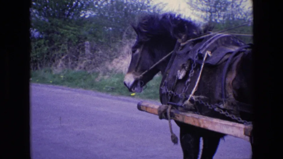 A dark horse in harness pulls a wooden cart beside hedgerows on a rural Irish road in 1969.