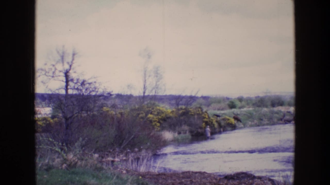 1969 Ireland 8mm frame of a broad waterside landscape with bare trees, low shrubs, yellow bloom, and muted overcast light.