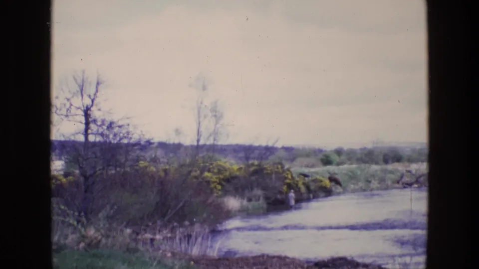 1969 Ireland 8mm view of a still waterside landscape with bare trees, low shrubs, yellow bloom, and soft film color.