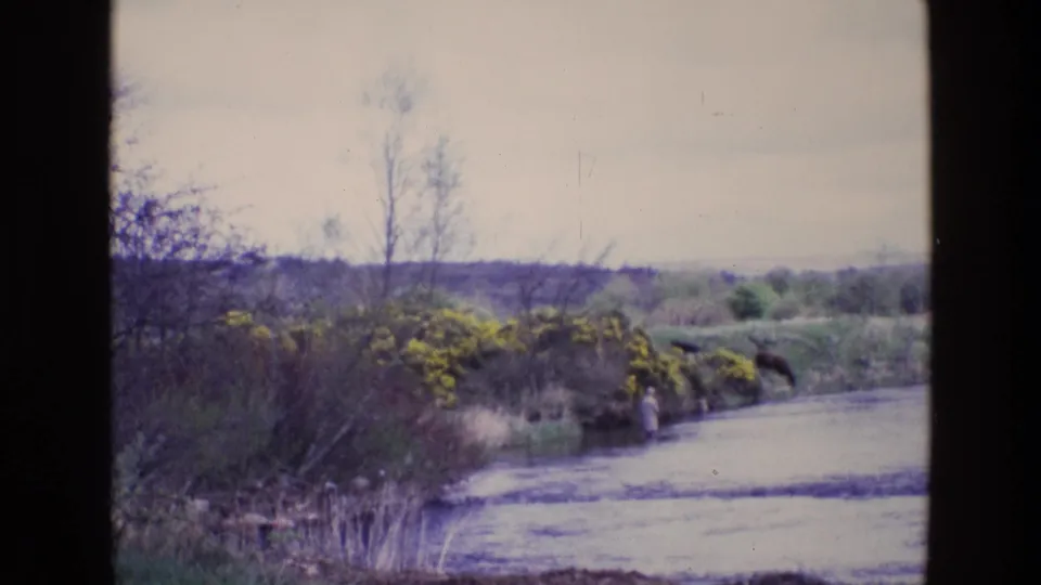 1969 Ireland 8mm frame showing a distant person fishing in shallow river water with yellow bushes, bare trees, and horses on the grassy bank.