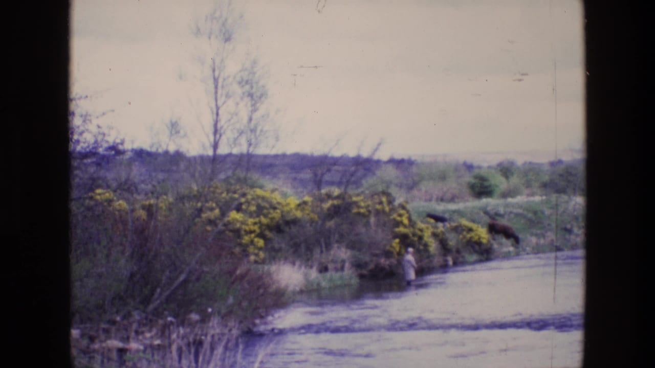 1969 Ireland home-movie frame with a person fishing from the river edge as two horses graze near yellow flowering bushes.