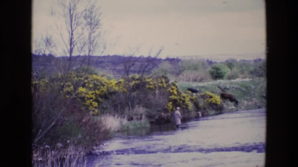 1969 Ireland 8mm view of a distant angler in the river, framed by reeds, yellow shrubs, bare trees, and horses on the bank.