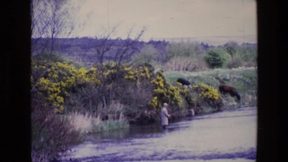 1969 Ireland home-movie frame after a slight zoom, showing the fisher in the river with grazing horses and yellow bushes behind.