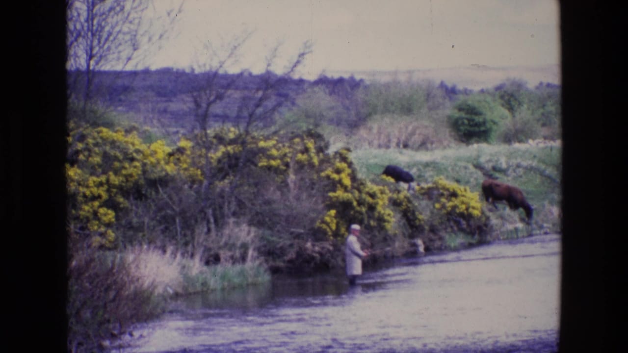 1969 Ireland 8mm frame showing a man fly fishing in a calm river with yellow gorse and grazing cows on the bank.