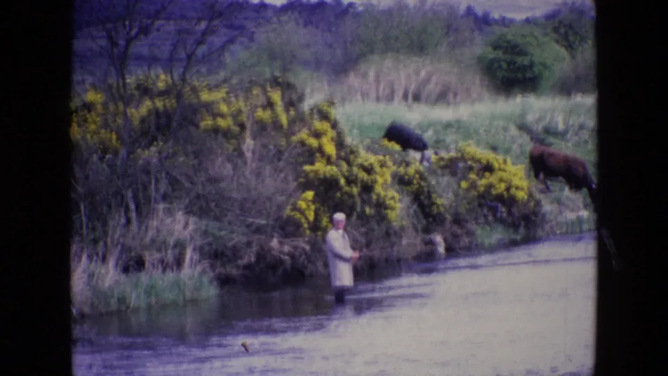 8mm home-movie still from Ireland, 1969, with a fly fisherman in a river and cattle grazing above yellow gorse.