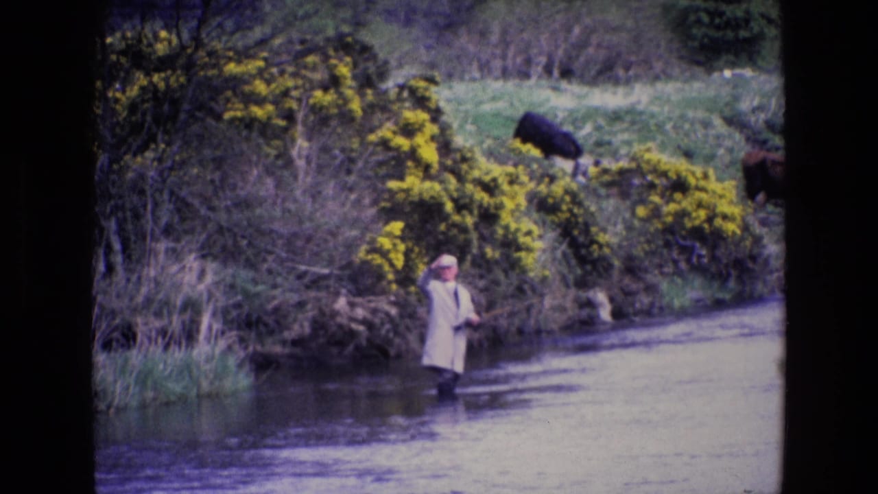 1969 Ireland 8mm frame of a man fly fishing in a shallow river below gorse-covered banks and grazing cattle.