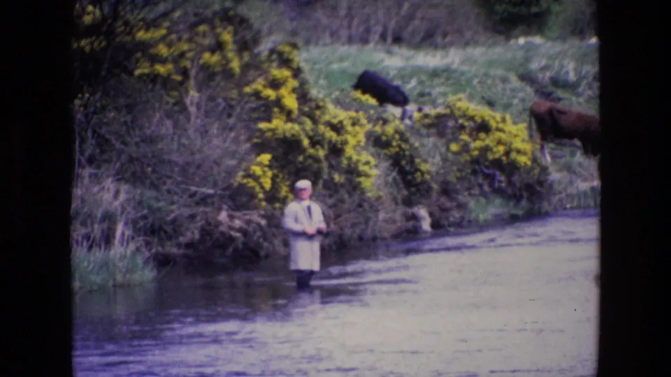 In 1969 Ireland home-movie footage, a man fishes from shallow river water as two cows graze near yellow shrubs on the bank.