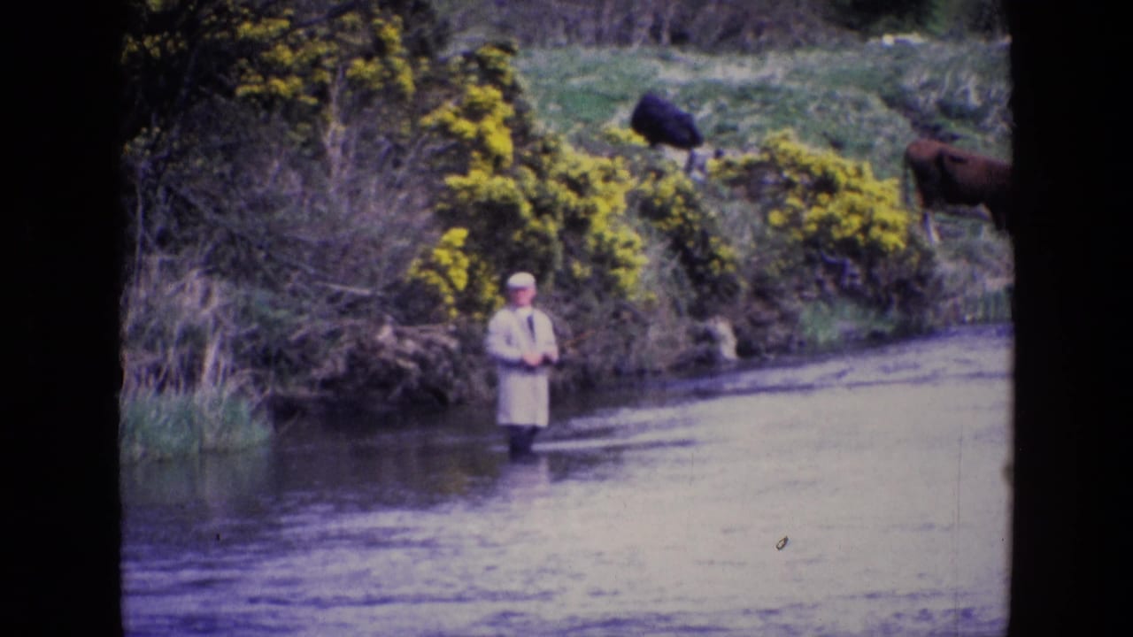 Fisherman stands in the river facing the bank, with two cows visible behind yellow shrubs.