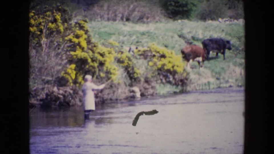 The man extends an arm while fishing in the river, with two cows and a grassy, shrub-lined bank in the background.