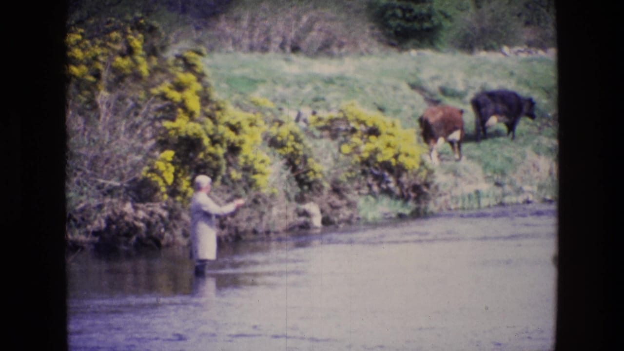 Man standing knee-deep in a stream near yellow gorse while two cows graze on the bank.