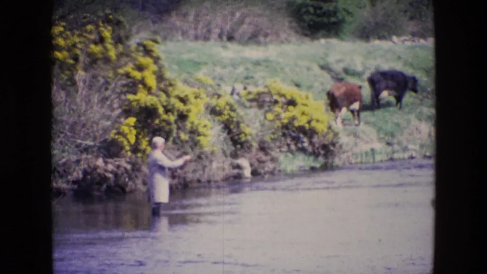 In 1969 Ireland, a man in a pale coat and hat stands in a shallow stream as two cows graze beyond yellow gorse on the grassy bank.