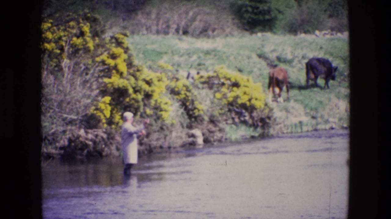 Fisherman in a stream facing the bank with two cows grazing in the field behind.