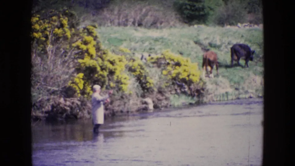 The distant fisherman stands knee-deep in the stream, with yellow gorse and two grazing cows visible in the rural Irish background.