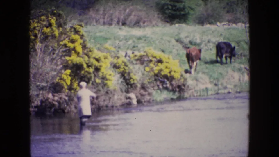 A man in light clothing stands in the stream near the left bank while two cows remain on the higher grass beyond the yellow gorse.