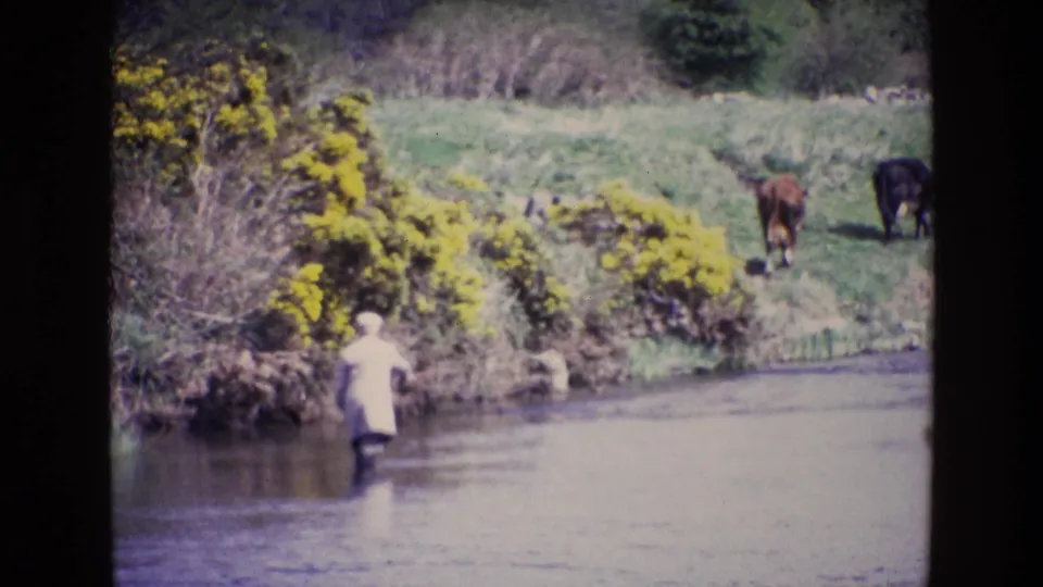 Seen from behind, the fisherman stands near the stream edge as two cows graze along the grassy bank in the 1969 Irish countryside scene.