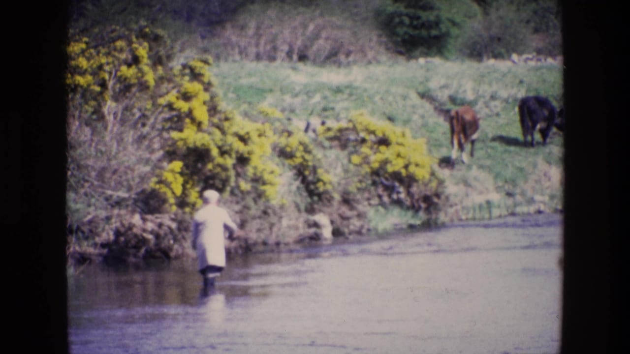 Ireland, 1969: a light-coated person stands in shallow river water facing a grassy bank with yellow gorse and two grazing cows.