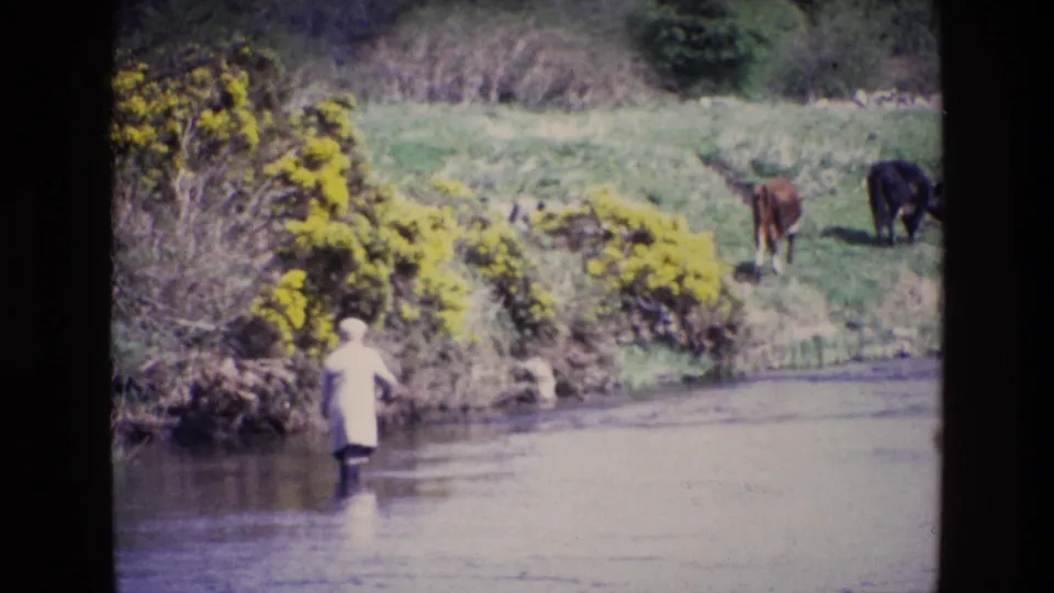 Ireland, 1969: a light-coated person stands in shallow river water facing a grassy bank with yellow gorse and two grazing cows.