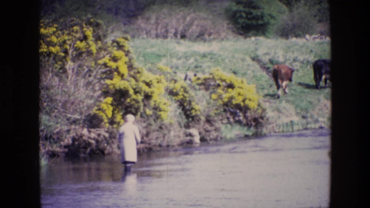 Ireland, 1969: the figure remains in the river near yellow gorse, with grazing cows visible on the green slope behind.