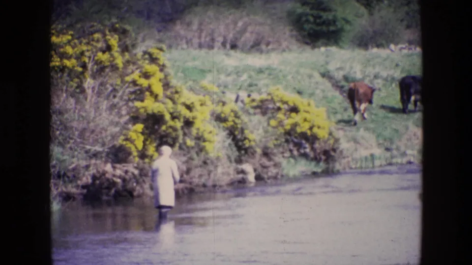 Ireland, 1969: the figure remains in the river near yellow gorse, with grazing cows visible on the green slope behind.