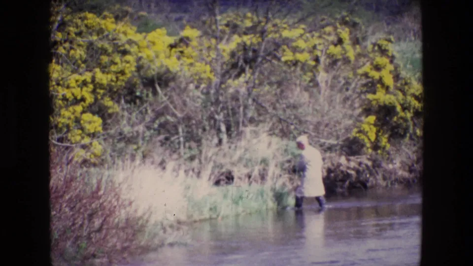 Near the end of the clip, the adult keeps wading through a shallow Irish river, framed by reeds and bright yellow gorse on the bank.