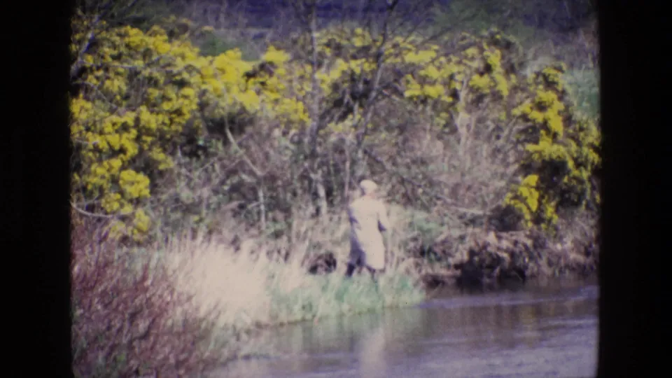 A distant adult fisherman pauses near the far bank of a shallow river in Ireland, surrounded by reeds and yellow gorse.