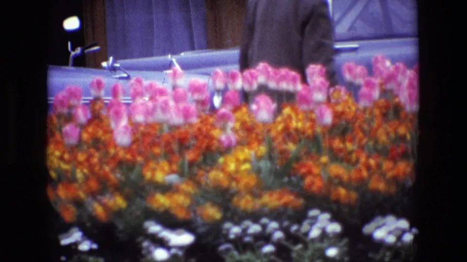 Soft 8mm close view of a 1969 Ireland flower bed with orange, pink, and white blooms, a parked car, and a passerby in the background.