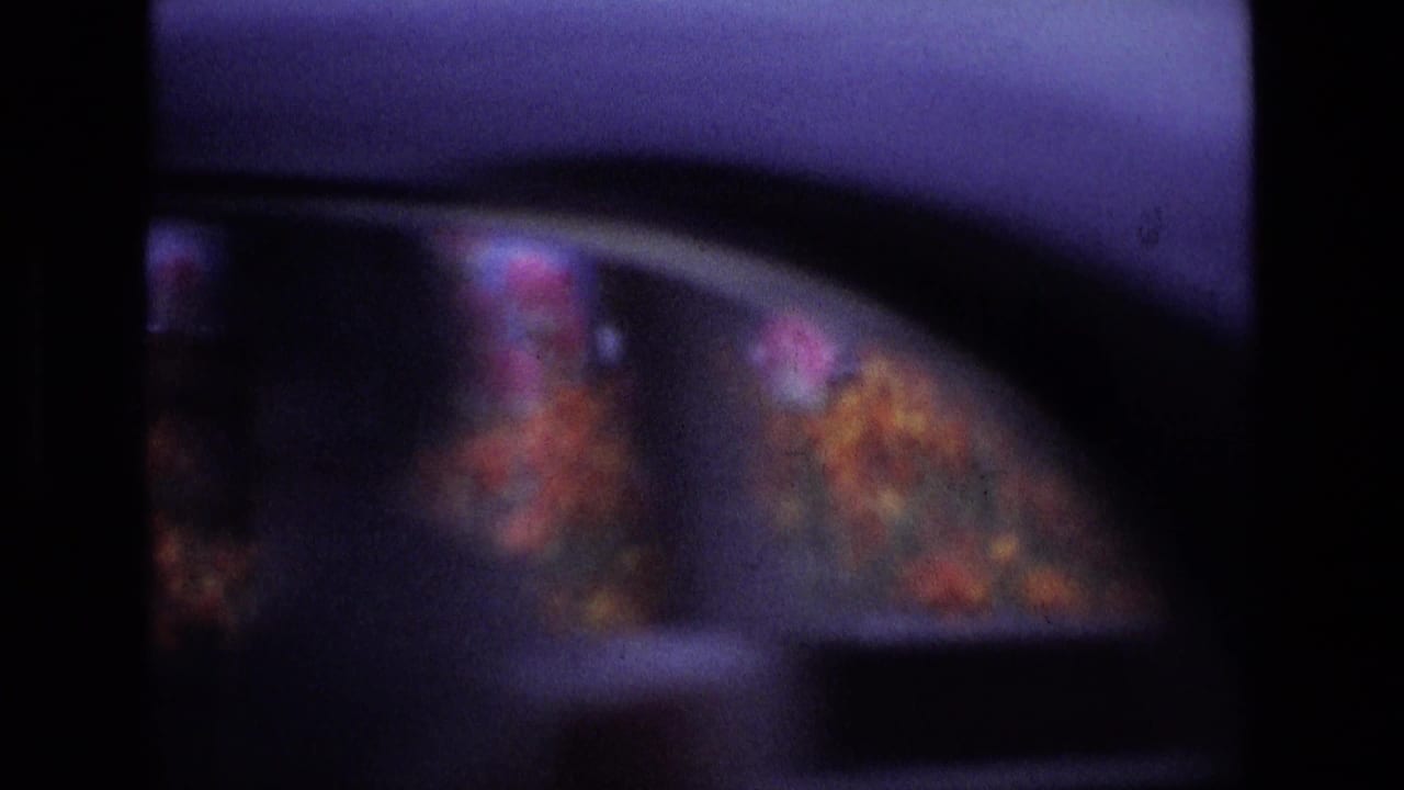 Soft 8mm frame of pink and orange flowers near a parked car, likely from the 1969 Ireland travel footage.