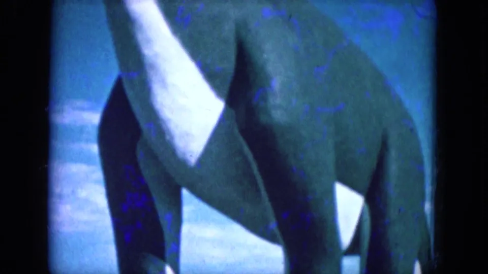 1969 8mm frame from Lake Canyon, Arizona, showing a close, partial view of a large animal and pale horn or tusk against blue sky.