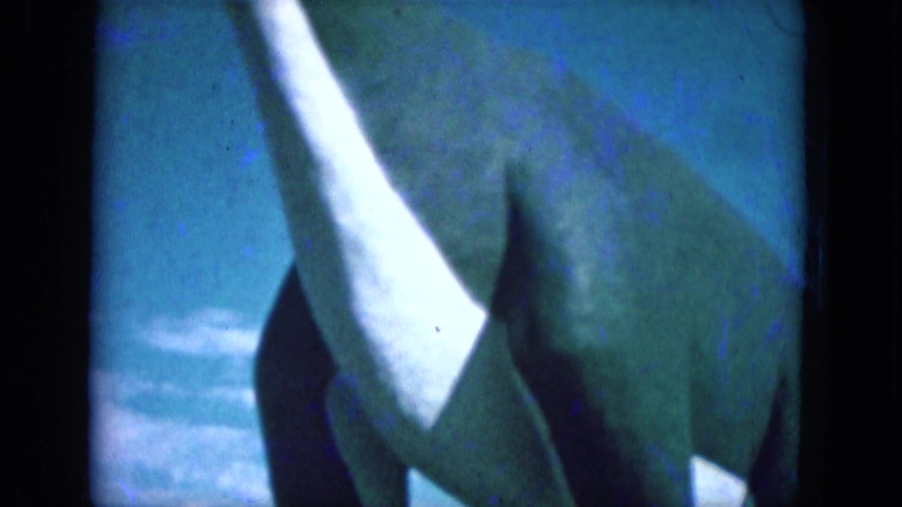 Partial animal close-up with a long pale horn or tusk crossing the frame.
