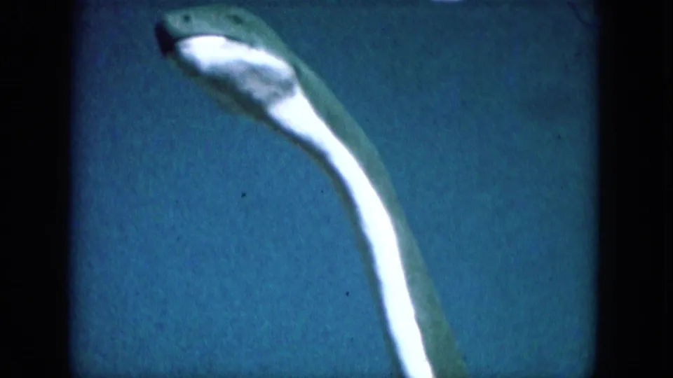 1969 Lake Canyon 8mm frame showing a green curved neck with a white underside against a blue water-like field.