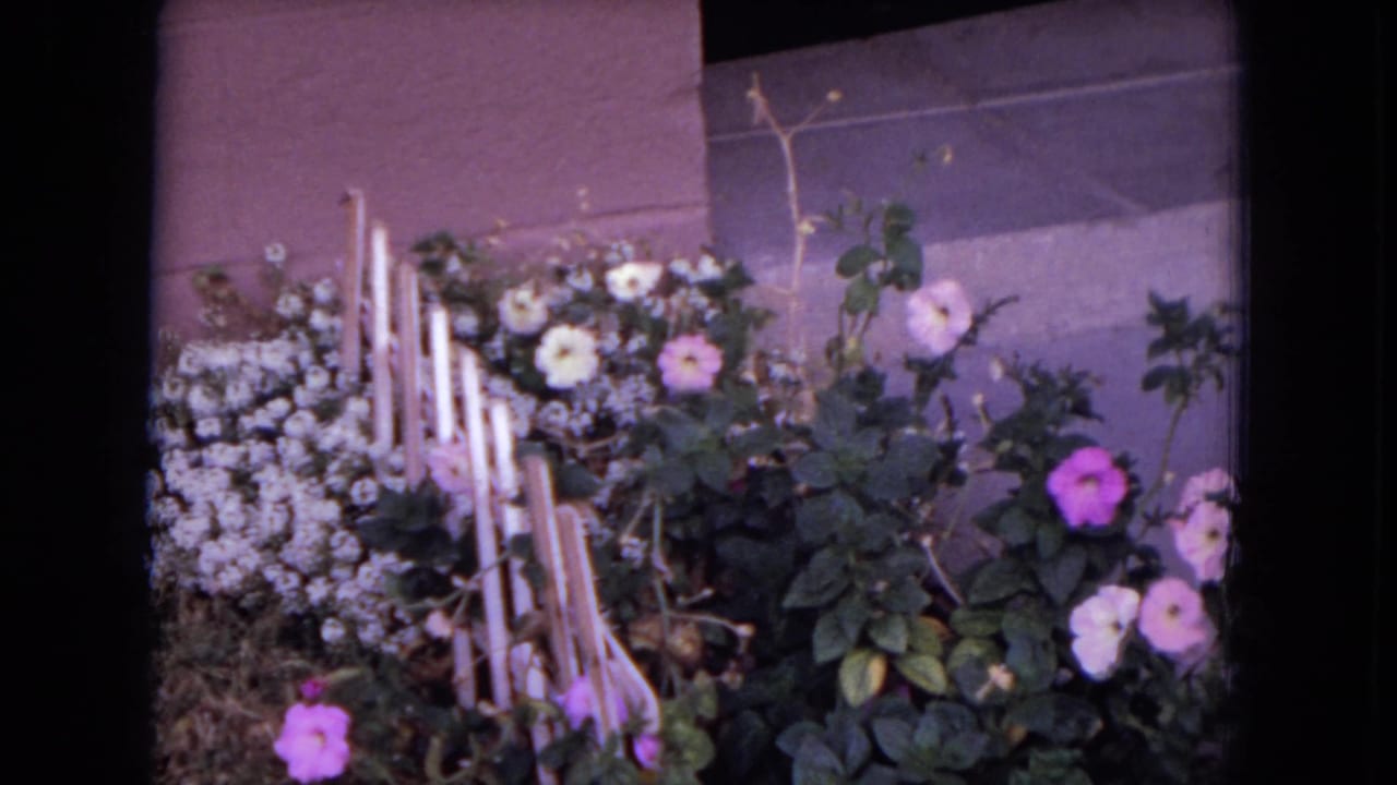 1970 8mm view in White Sands, Florida, showing a front garden with pink and white flowers, leafy growth, brick edging, and a small wooden fence.