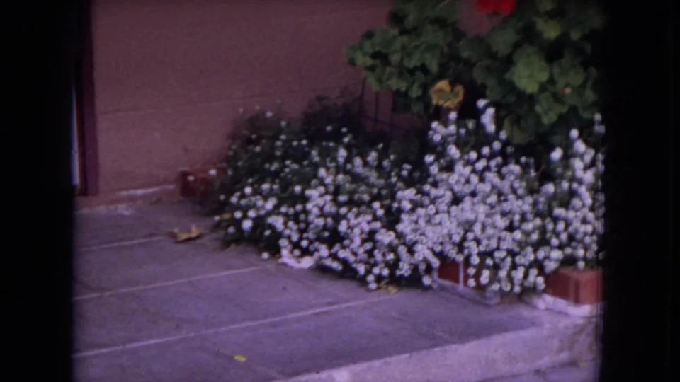 1970 8mm home-movie frame in White Sands, Florida, showing a brick-edged bed of small white flowers and leafy plants near exterior steps.