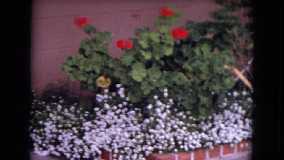 1970 8mm view in White Sands, Florida, showing red geraniums above small white flowers in a brick-lined bed against a house exterior.