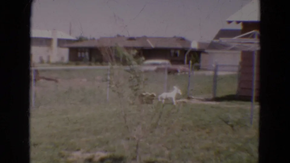 Late-1960s Diller backyard frame with a small white dog, chain-link fence, grass, brown house edge, clothesline, and car beyond the property.