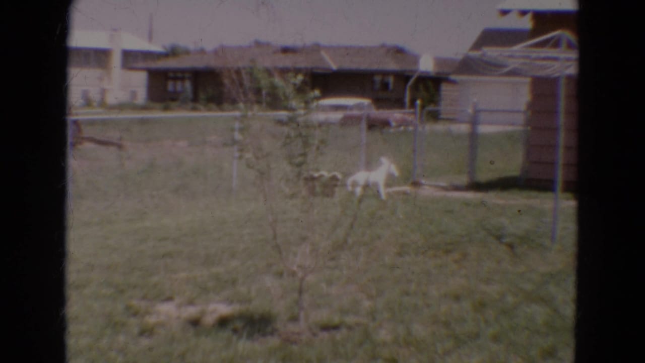 White dog in a grassy fenced backyard with a young tree and houses beyond.