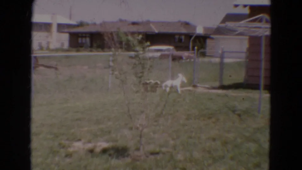 1968 Diller, Nebraska home-movie frame showing a white dog near a chain-link fence in a grassy backyard.