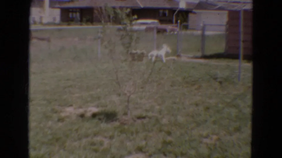 1968 Diller, Nebraska backyard view with a white dog by the chain-link fence and residential houses behind it.