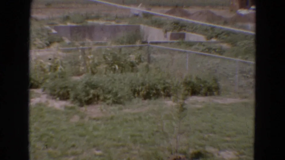 1968 Diller, Nebraska home-movie frame showing a backyard garden area, fence and young tree; the dog is no longer prominent.