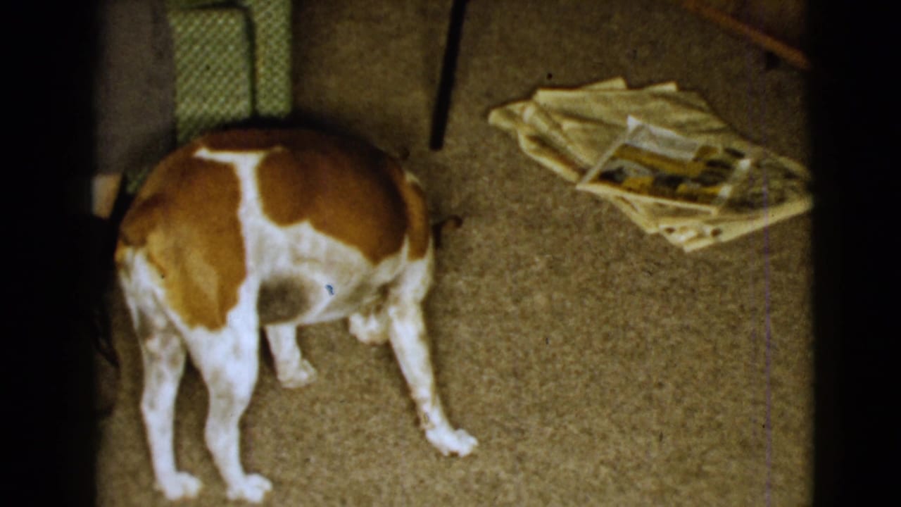 Brown and white dog standing on carpet near a green armchair and scattered papers.