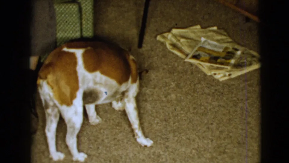 1968 Clarksdale home-movie frame with a brown and white dog on carpet beside a green armchair and papers.