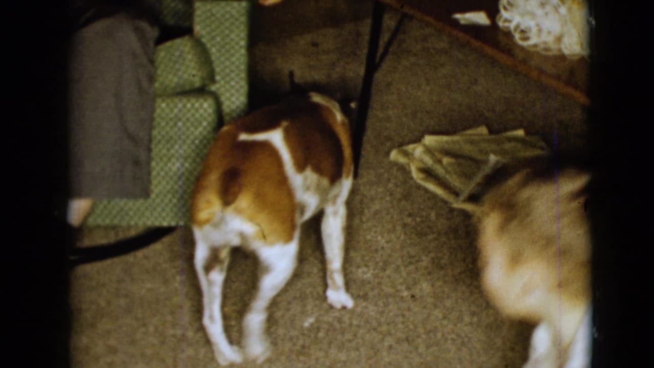 Dog walking across carpet near a chair, table, papers, and a blurred figure at right.