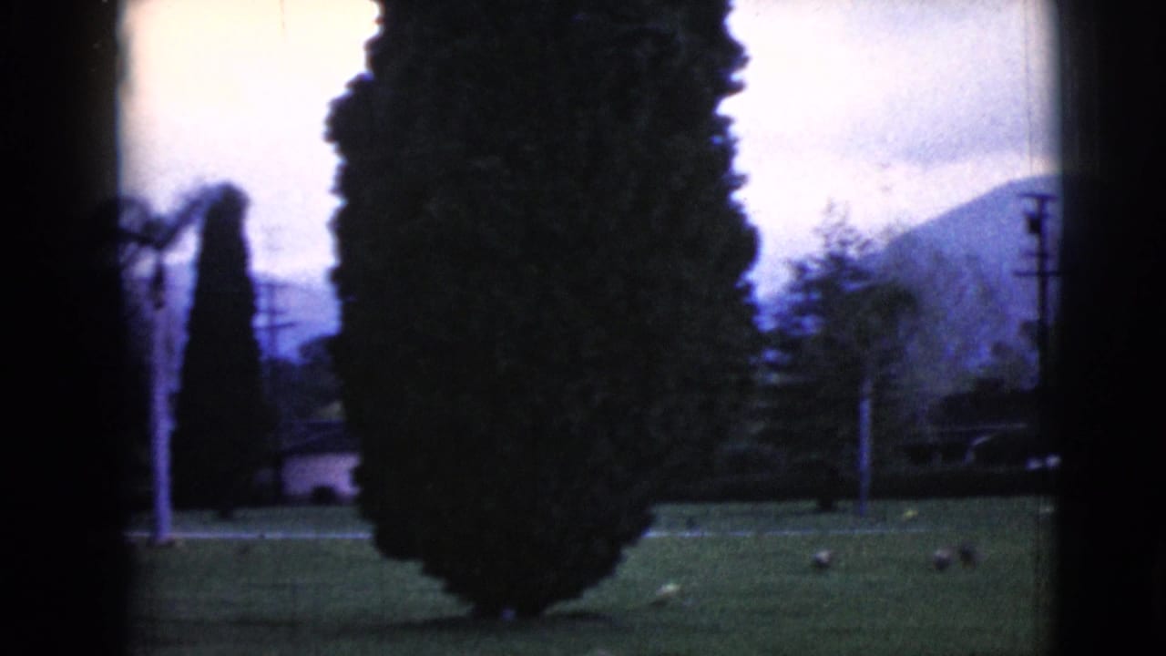 Grassy cemetery with tall evergreens, scattered grave markers, and dark film-frame edges.