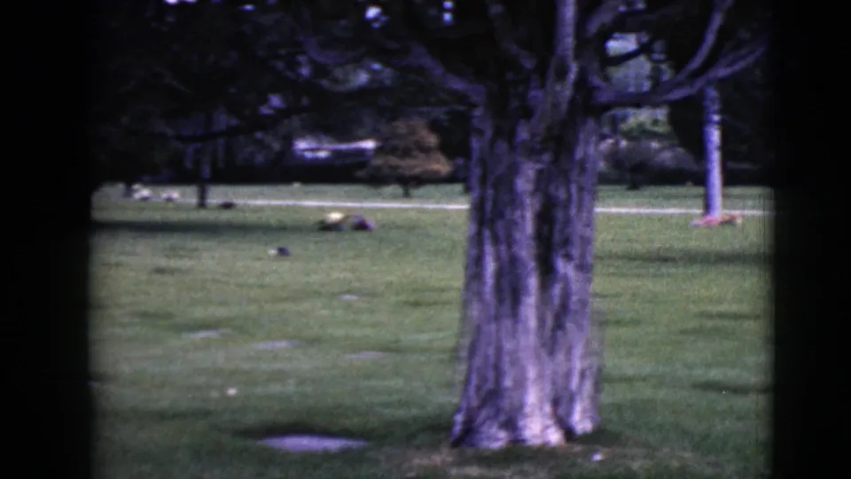 The pan reaches a large tree trunk in the Clarksdale, Arizona cemetery, with grave markers and trees visible across the grass.