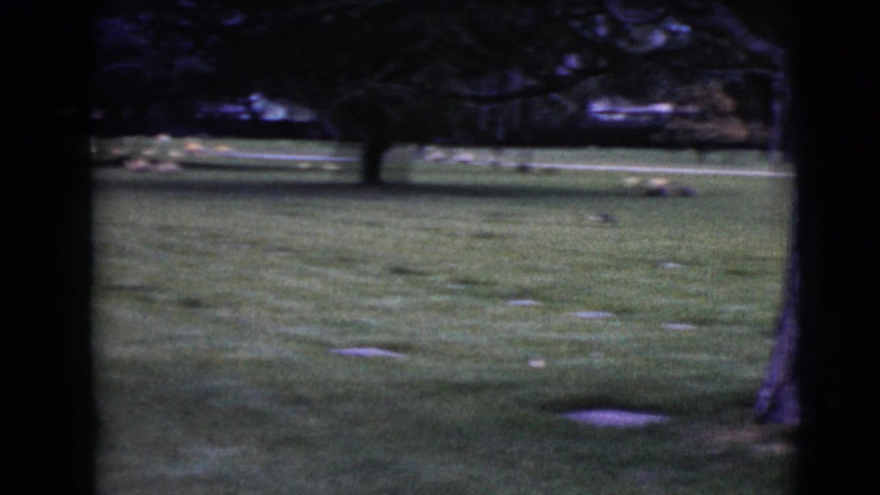 Grassy cemetery with flat headstones and large trees, filmed from a distance.